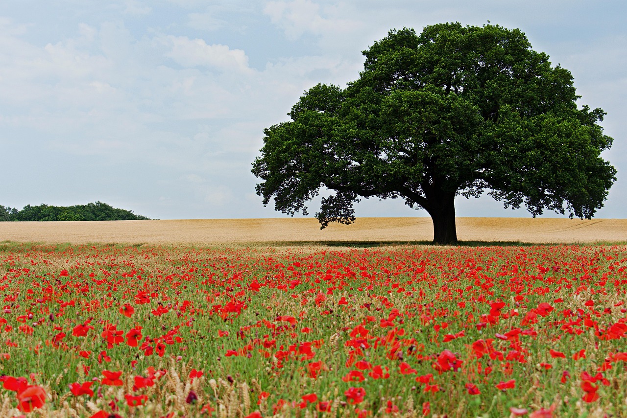 Lonely Tree Out in a Field - Marcie W Bridges